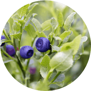 メリッサボーテ ハーバルクレイマスク 7 billvery 702061513 319x319 1