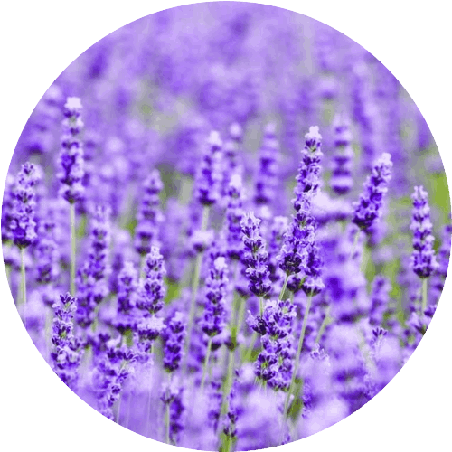 メリッサボーテ ハーバルクレイマスク 6 lavender 709043541 500x500 1