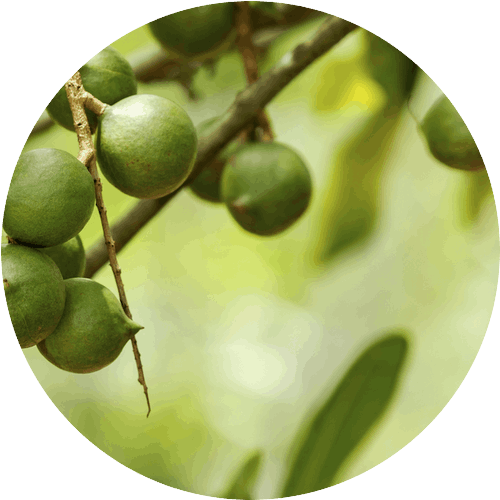 メリッサボーテ ハーバルクレイマスク 3 macadamia 709043559 500x500 1