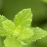 パートナーショップ