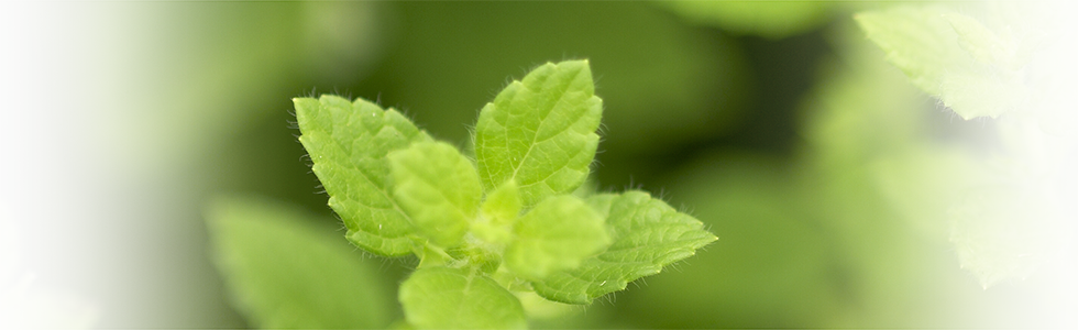 サロンドメリッサご挨拶