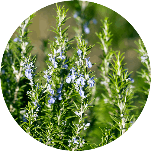 メリッサボーテ ハーバルクレイマスク 8 rosemary 709043613 500x500 1