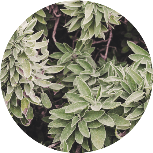 メリッサボーテ ハーバルクレイマスク 4 sage 709043625 500x500 1