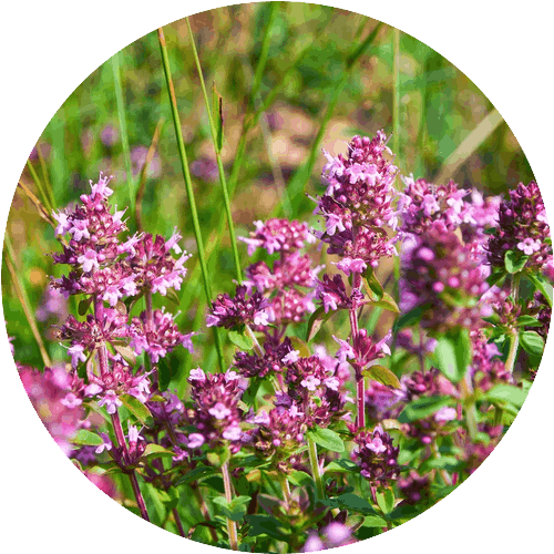 メリッサボーテ ハーバルクレイマスク 5 tachijyagou 710035942 500x500 1